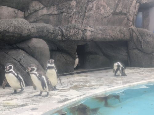 ペンギン